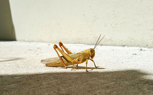 Side view of grasshopper on concrete footpath