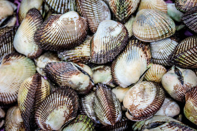 Full frame shot of seashells