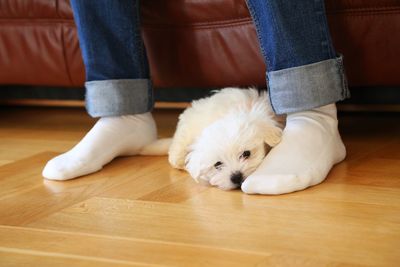 Low section of man with west highland white terrier at home