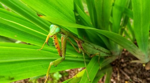 Asian mantis isolated in the green leaves