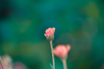 Close-up of pink flower bud