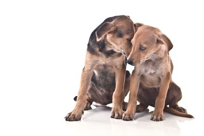 View of a dog over white background