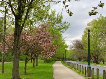 Scenic view of flowering trees by road against sky