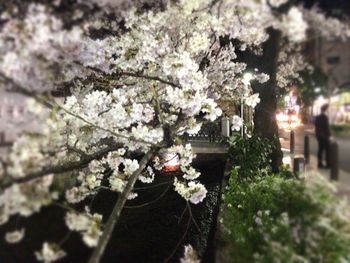 Close-up of fresh flowers blooming on tree