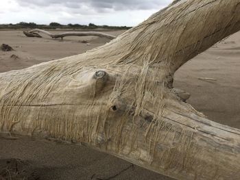 View of horse on sand