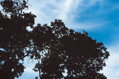 Low angle view of silhouette trees against sky