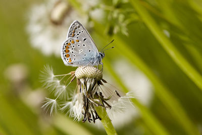 Butterfly on flower