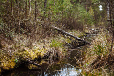 Trees in forest