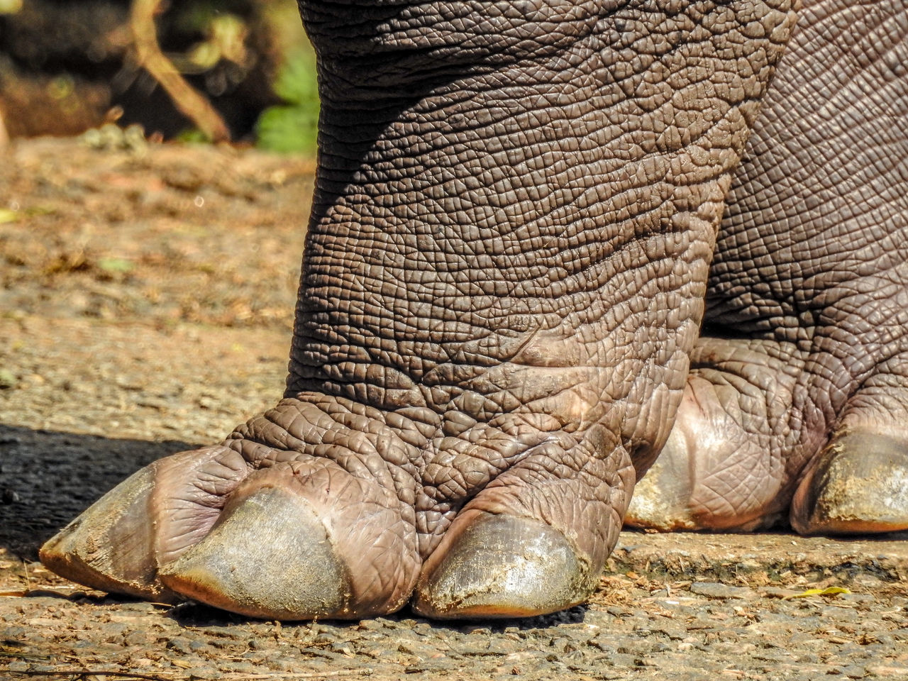 Hippo paws