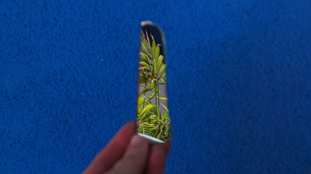 HUMAN HAND HOLDING SMALL BLUE GREEN PLANT