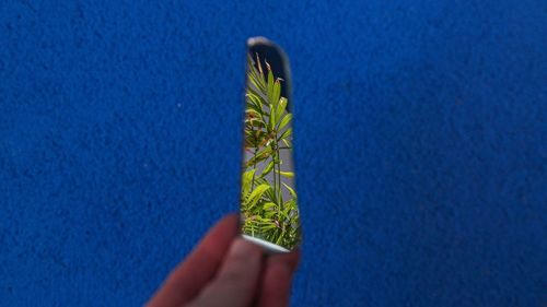Human hand holding small plant against blue wall