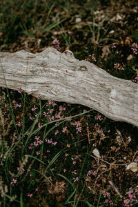 Close-up of driftwood on tree trunk