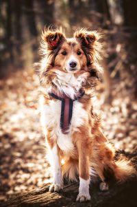 Portrait of dog on field