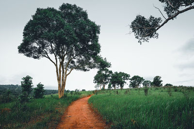 Trees on field against sky