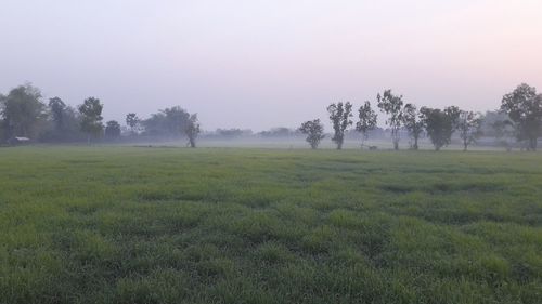 Trees on field against sky