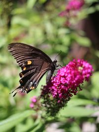 Close-up of butterfly pollinating on pink flower