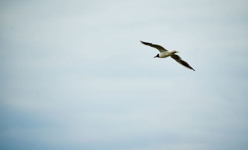 Seagull flying in a blue sky. freedom sensation. space for text.