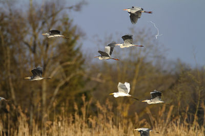 Birds flying over the field