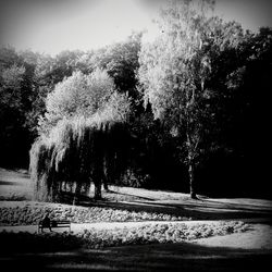 Trees on field against sky