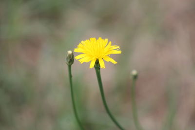 Close-up of yellow flowering plant