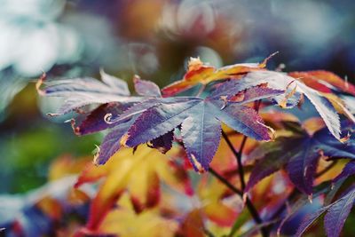 Maple leaf in the garden