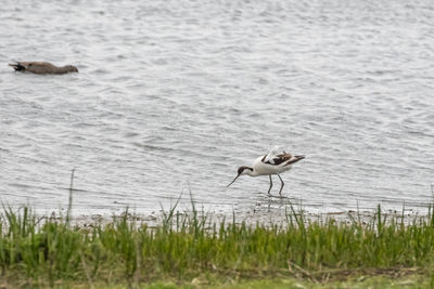 Bird flying over lake