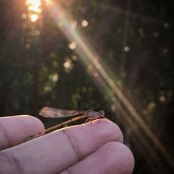 Close-up of hand holding insect