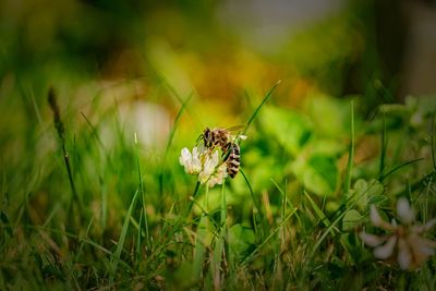 Close-up of butterfly pollinating on flower