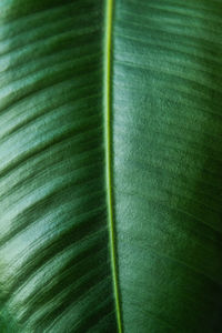 Full frame shot of green leaf