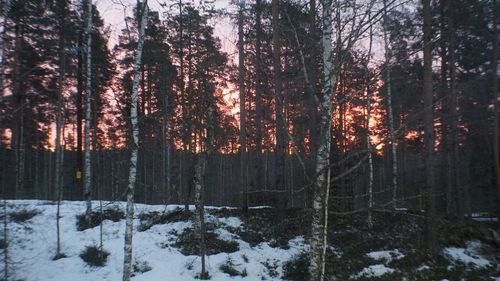 Trees in forest during winter