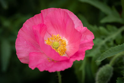 Close-up of pink flower