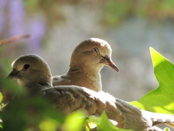 Close-up of birds perching