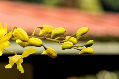 Close-up of yellow flowers