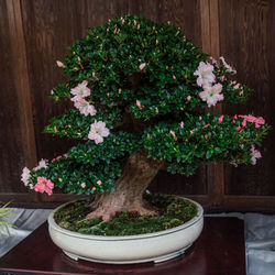 Potted plant on table