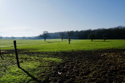 Scenic view of field against clear sky