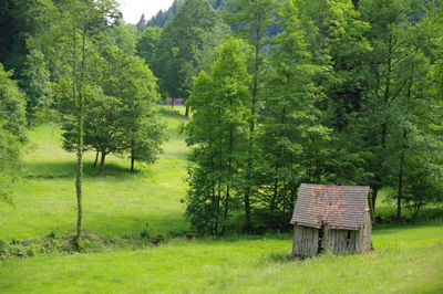 Empty bench on field by trees in forest