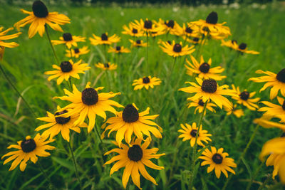 Close-up of yellow flowering plant