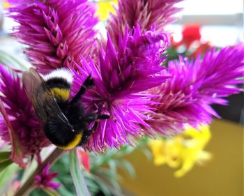 Close-up of honey bee pollinating on pink flower