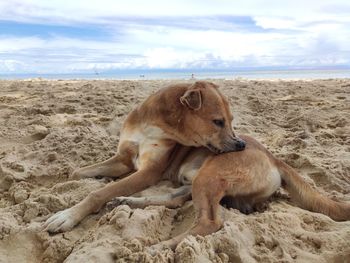 Lion relaxing on sand