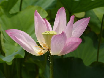 Close-up of pink water lily