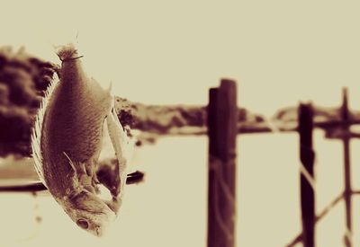 Close-up of plant against blurred background