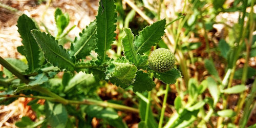 Close-up of plant growing on field