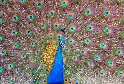 Close-up of peacock