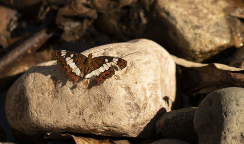 Close-up of butterfly on rock