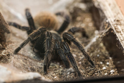 Close-up of spider