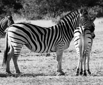 Zebra standing on field