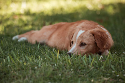 View of a dog lying on grass