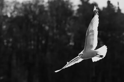 Seagull flying against trees