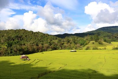 Scenic view of agricultural field against sky