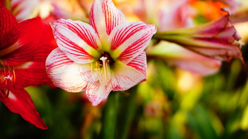 Close-up of pink flowering plant